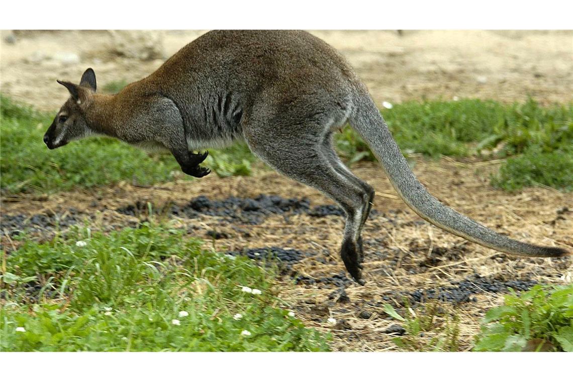 Mann soll Kängurus in Solinger Tierpark geköpft haben Zwei Kängurus wurden in Solingen geköpft - die Ermittler suchen nun einen unbekannten Tierquäler. (Symbolbild)