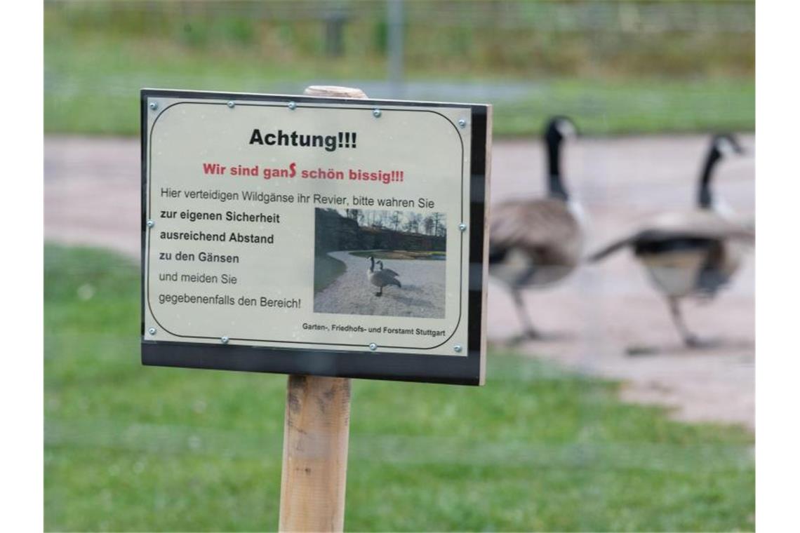 Zwei Kanadagänse gehen in einem abgesperrten Bereich im Höhenpark Killesberg. Foto: Marijan Murat/dpa