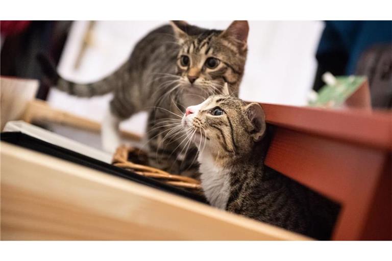 Zwei Katzengeschwister erkunden eine Wohnung. (Symbolbild)