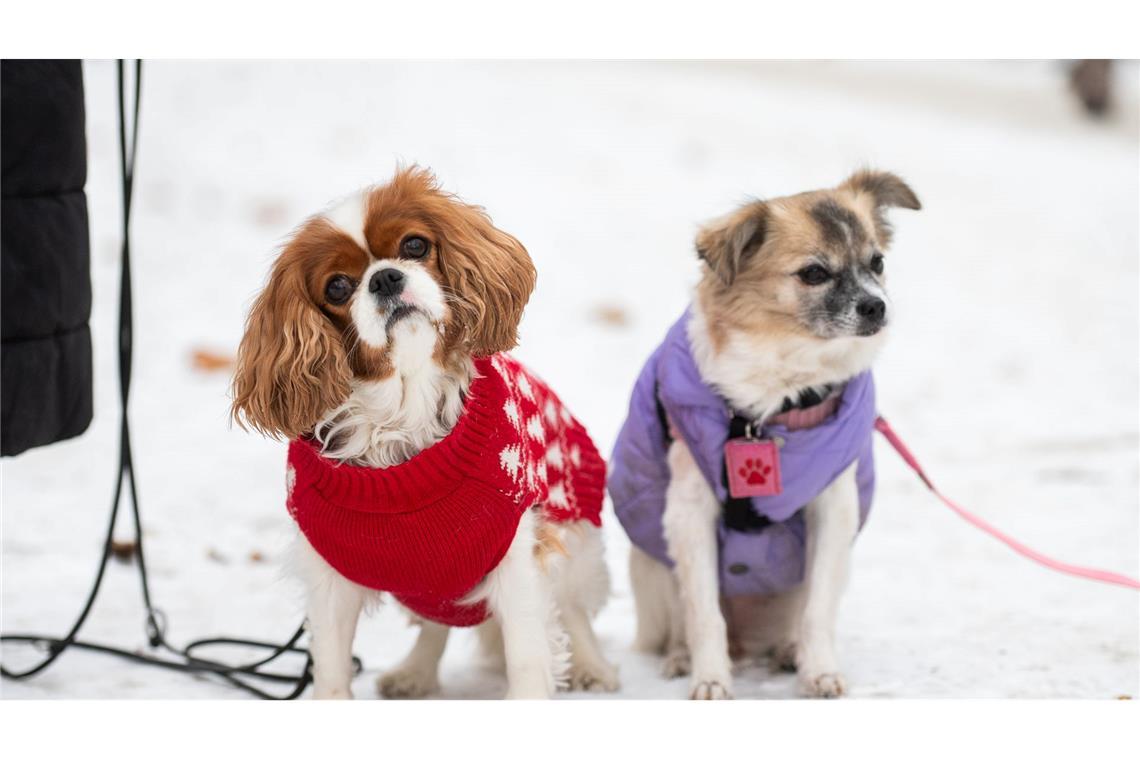 Zwei kleine Hunde mit Jacken sitzen im Schnee in Berlin.