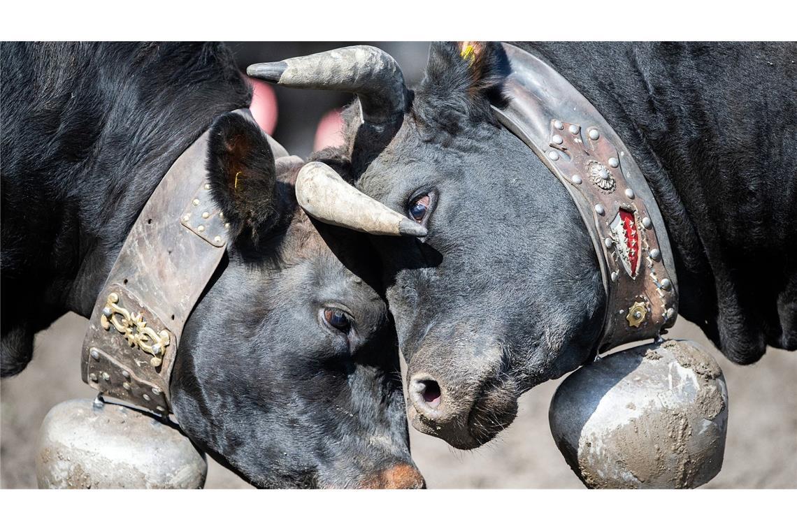 Zwei Kühe kämpfen bei einem Wettbewerb in der Schweiz. Bei dem traditionellen Fest treten die besten Tiere der Schweizer Eringerrasse gegeneinander an. Jedes Jahr, wenn die Kühe auf die Almen gebracht werden, kämpfen die Tiere um die Führung der Herde.