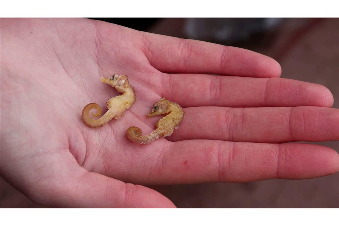 Klimawandel verändert Verbreitung von Meeresfischen Zwei leblose Kurzschnäuzige Seepferdchen aus dem Wattenmeer.