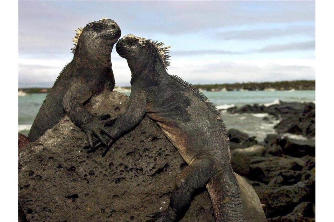 Zwei Meerechsen auf den Galapagos-Inseln. Die Inseln zählen wegen ihrer besonderen Flora und Fauna seit 1978 zum Unesco-Weltnaturerbe. Foto: Guillermo Legaria/efe/epa/dpa