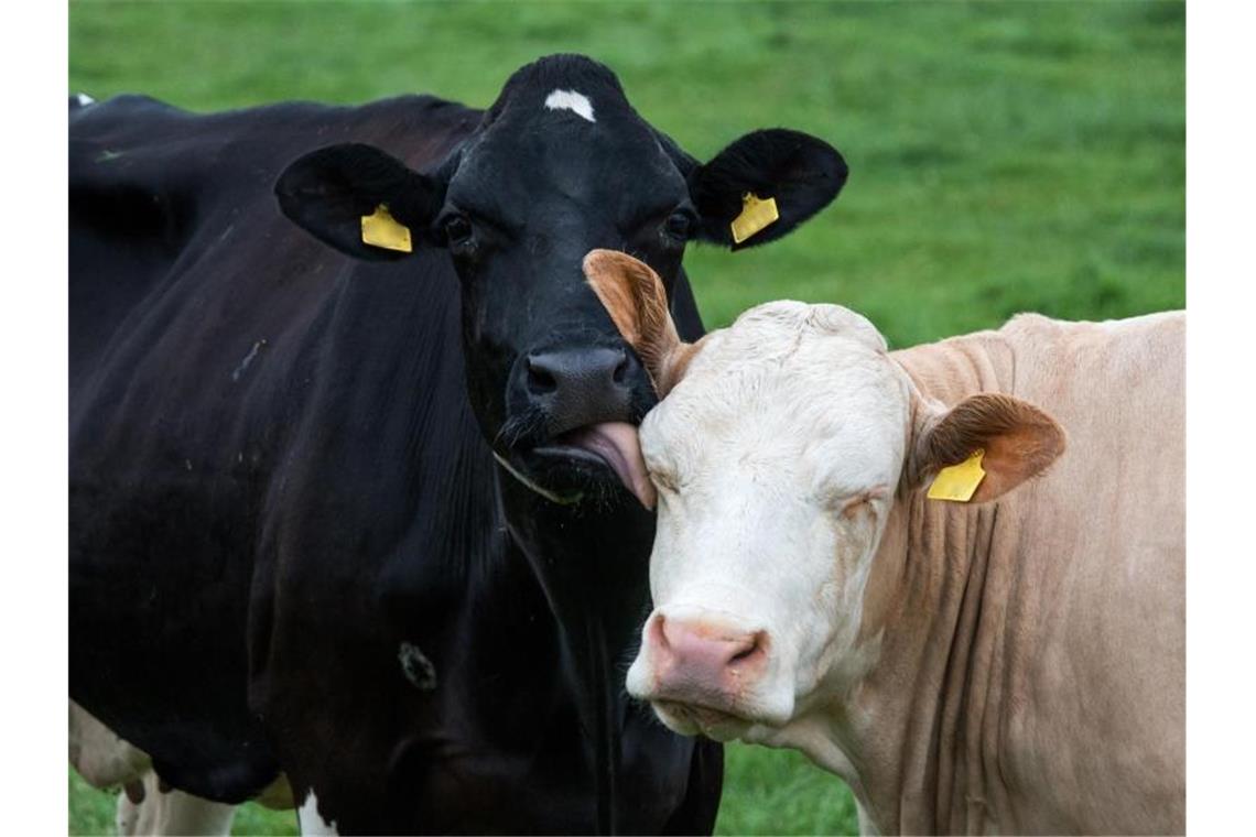 Handelsketten wollen bei Milch mehr auf Tierwohl achten Zwei Milchkühe auf einer Weide. Foto: Daniel Bockwoldt/dpa