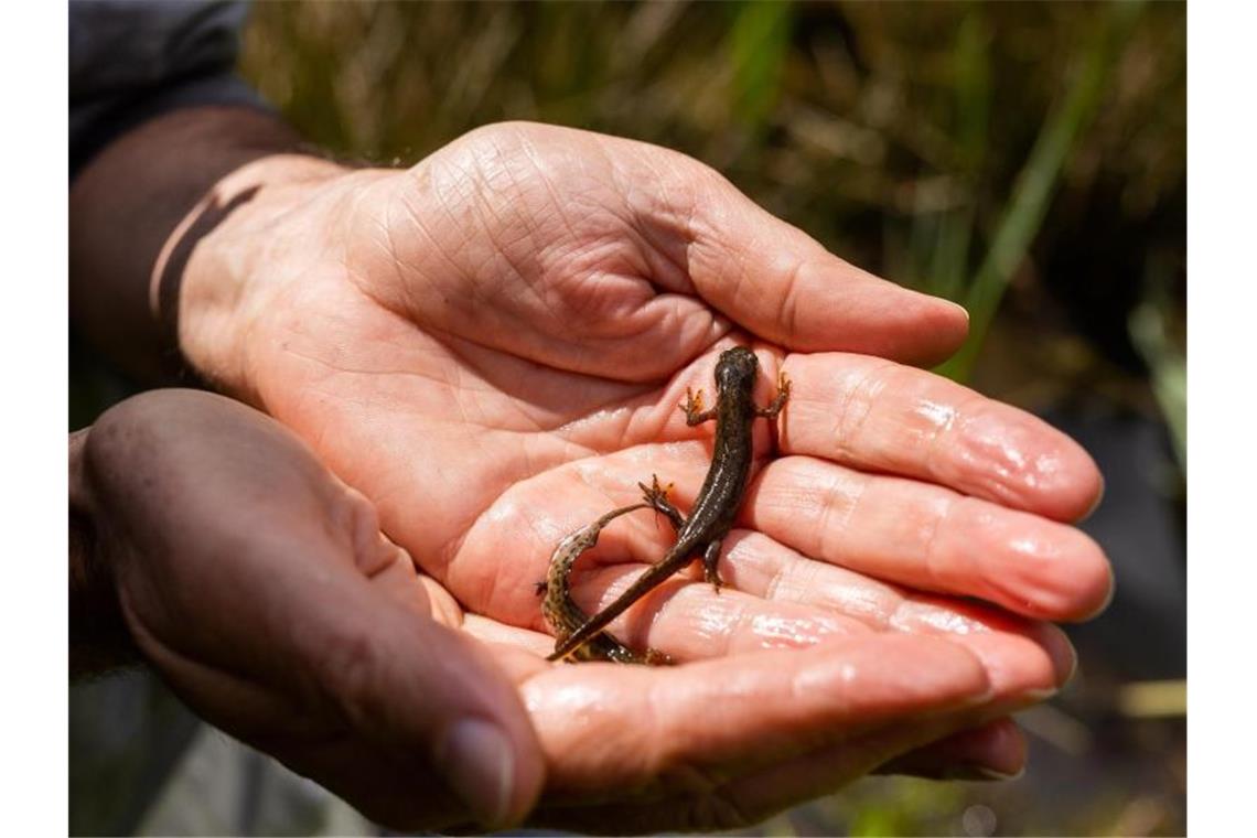 Zahl der Amphibien bei Krötenwanderung geht weiter zurück Zwei Molche in der Hand. Foto: Philipp von Ditfurth/dpa