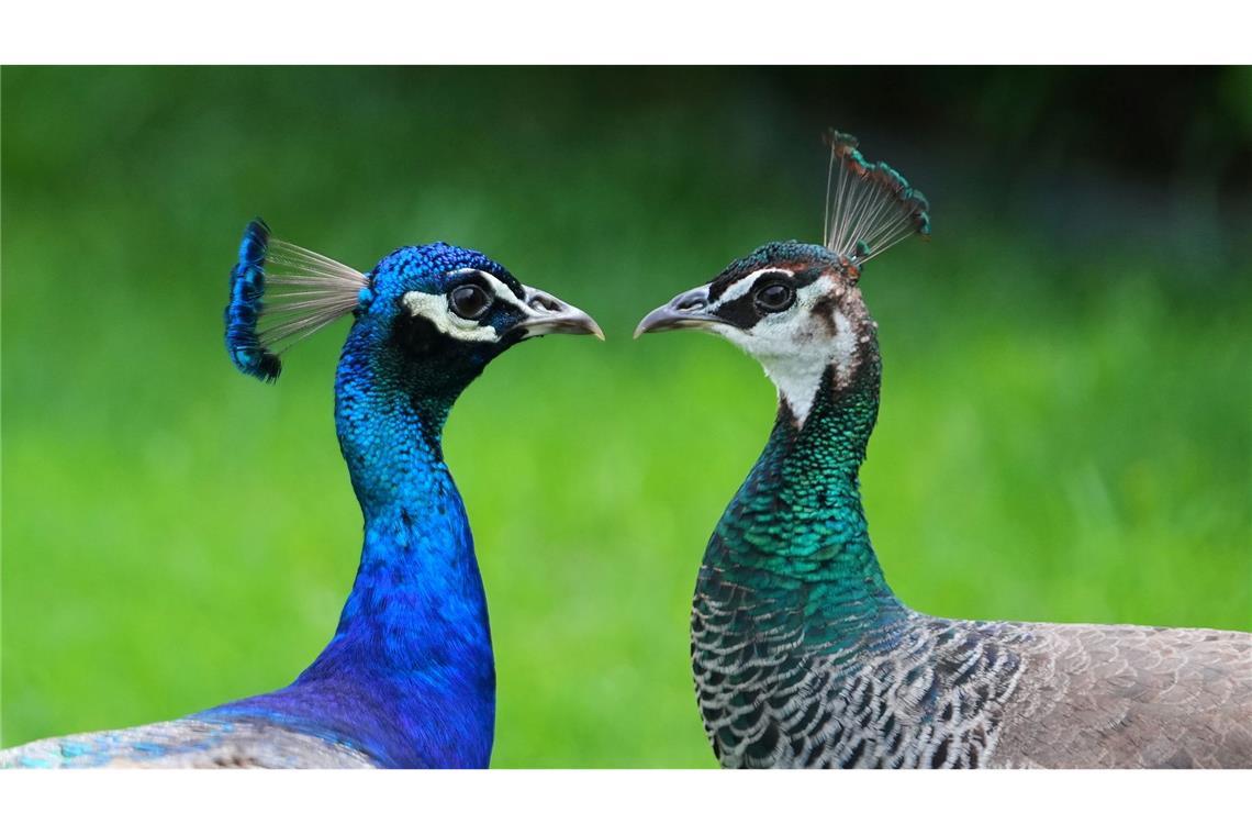 Zwei Pfaue streifen durch den Vorgarten eines Hauses in Texas.