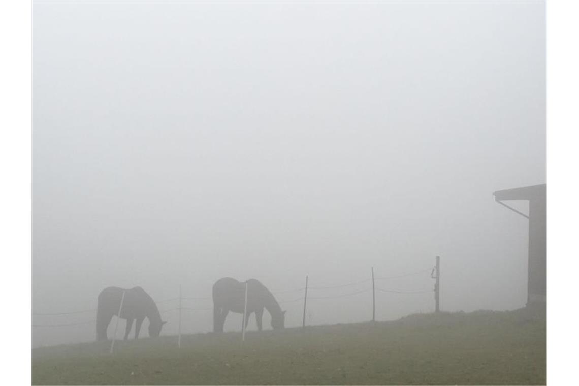 Nebel, Wolken und Regen am Dienstag im Südwesten Zwei Pferde grasen bei Nieselregen und Nebel auf einer Weide. Foto: Bernd Thissen/dpa/Archivbild