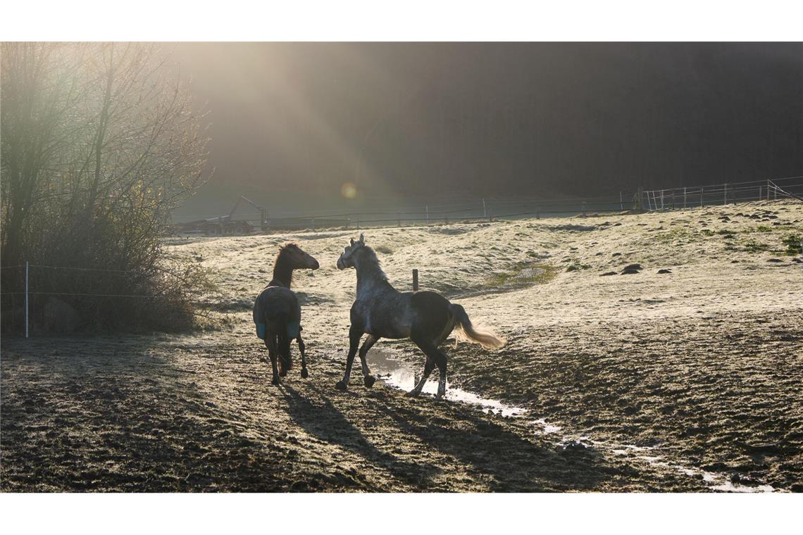 Zwei Pferde laufen auf einer Koppel in Vahrendorf in der Gemeinde Rosengarten.