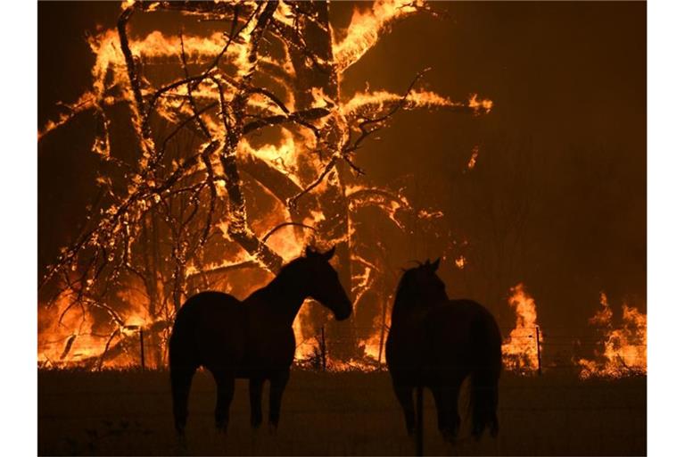 Zwei Pferde stehen auf ihrer Koppel, Feuer lodern im Hintergrund. Foto: Dan Himbrechts/AAP/dpa