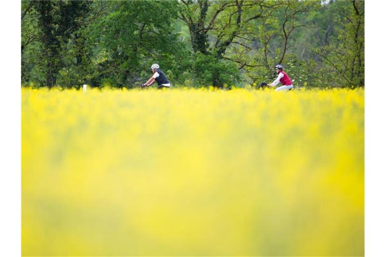 Zwei Radfahrer fahren an einem blühenden Rapsfeld vorbei. Foto: Philipp von Ditfurth/dpa/Archivbild