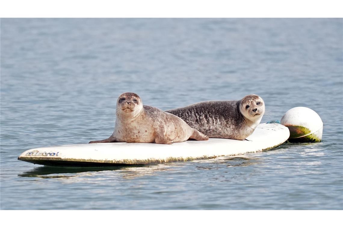 Zwei Robben haben es sich auf einem Surfbrett bequem gemacht.