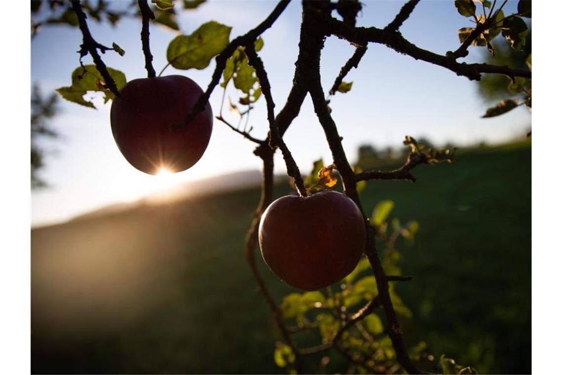 Zwei rote Äpfel hängen an einem Baum und werden von der aufgehenden Sonne angestrahlt. Foto: Tom Weller/dpa/Archivbild