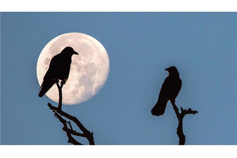 Zwei Saatkrähen (Corvus frugilegus) sitzen bei Vollmond auf einem Ast. Bis in die 1970er Jahre waren die Tiere in Deutschland so gut wie ausgerottet..