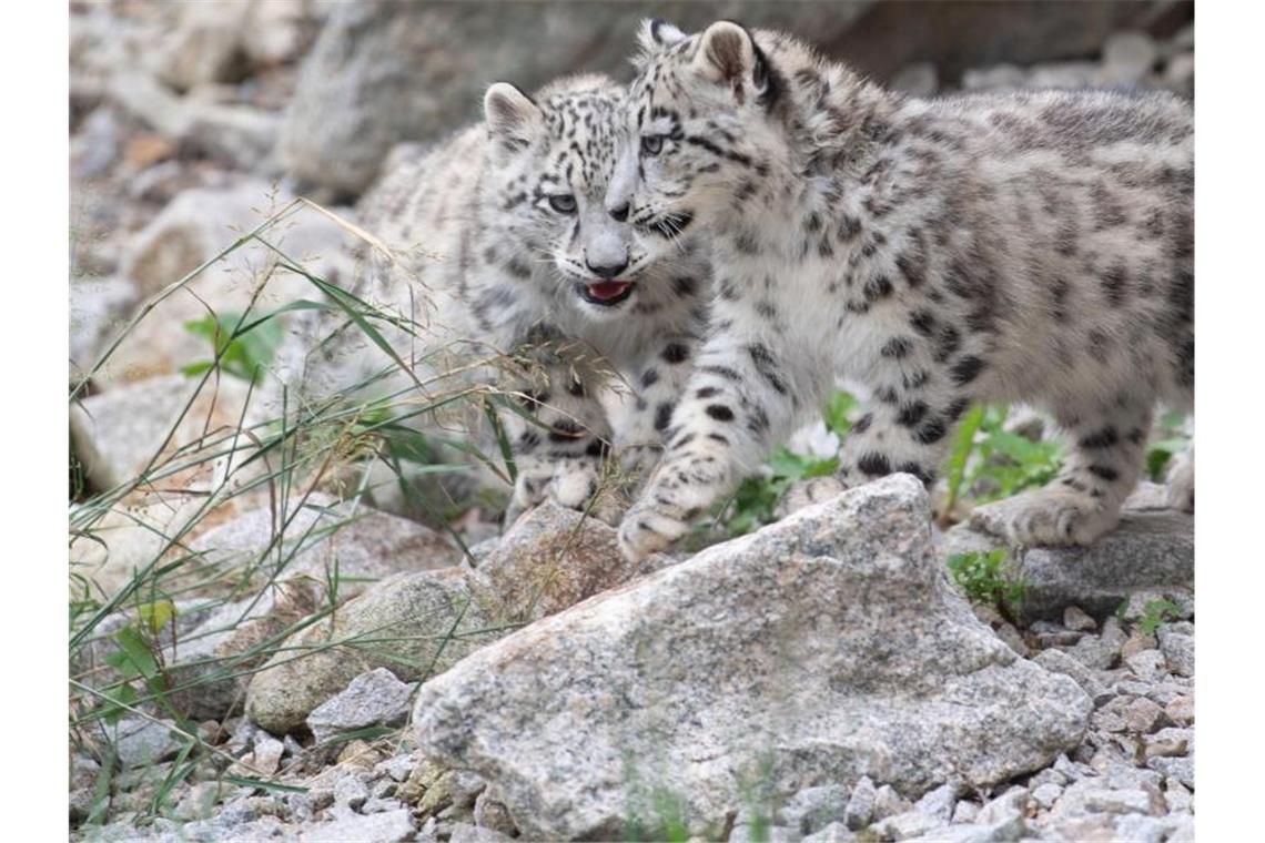 Familienzusammenführung der Schneeleoparden im Zoo Zwei Schneeleoparden-Junge laufen durch ihr Gehege im Zoologisch-Botanischen Garten Wilhelma. Foto: Marijan Murat