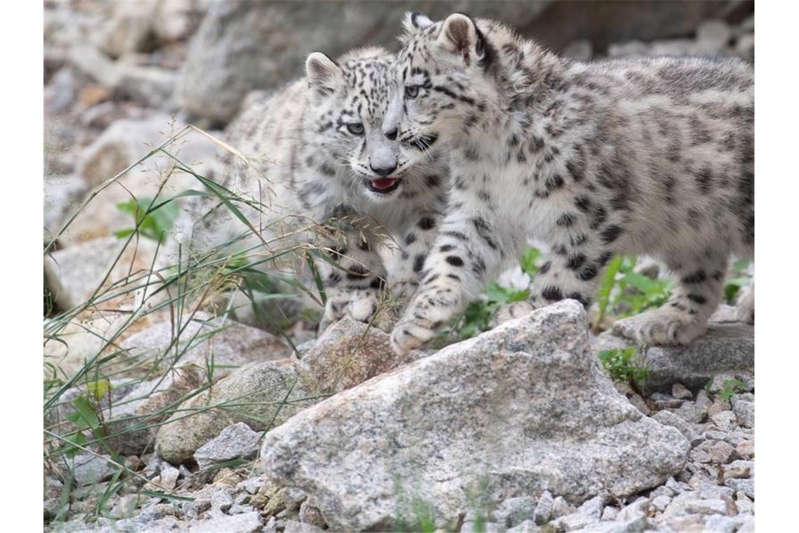 Zwei Schneeleoparden-Junge laufen durch ihr Gehege im Zoologisch-Botanischen Garten Wilhelma. Foto: Marijan Murat