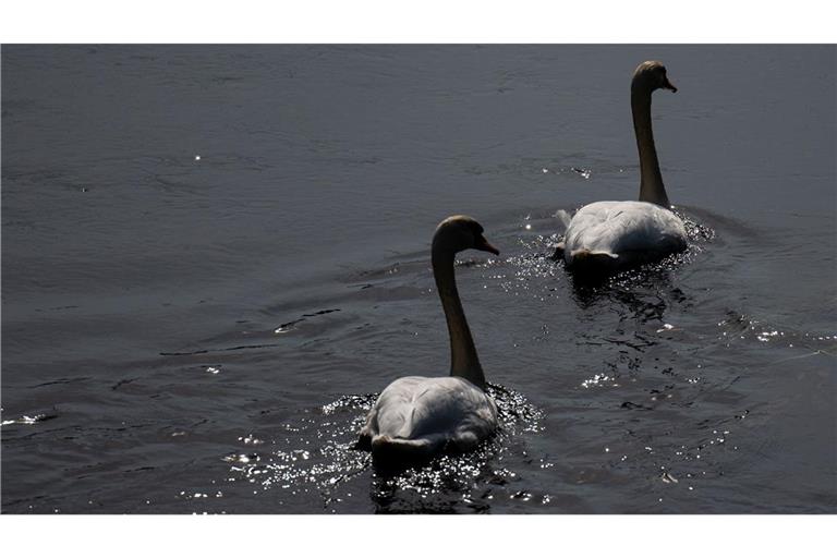 Zwei Schwäne wurden gerettet.