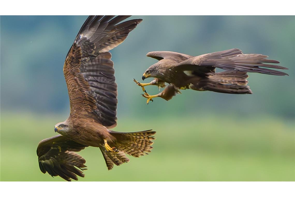 Zwei Schwarzmilane (Milvus migrans) liefern sich in der Luft über einer Hügellandschaft bei Lietzen eine spektakuläre Verfolgungsjagd.