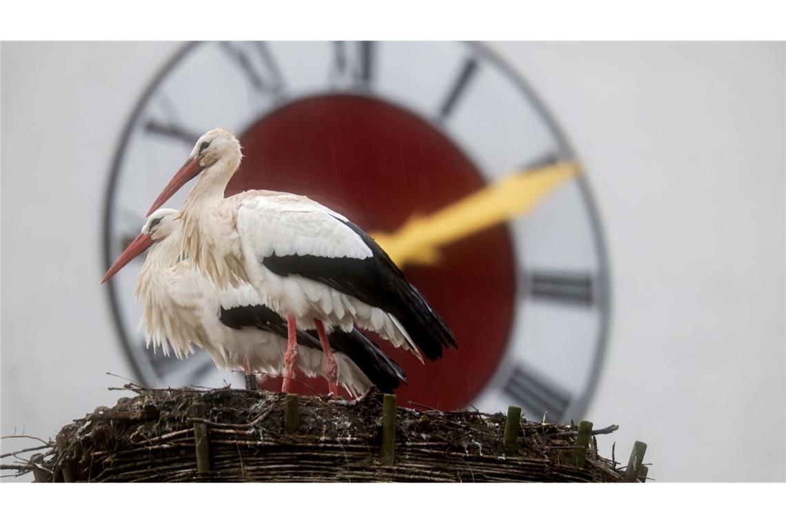 Zwei Störche stehen im Regen zu Frühlingsbeginn.