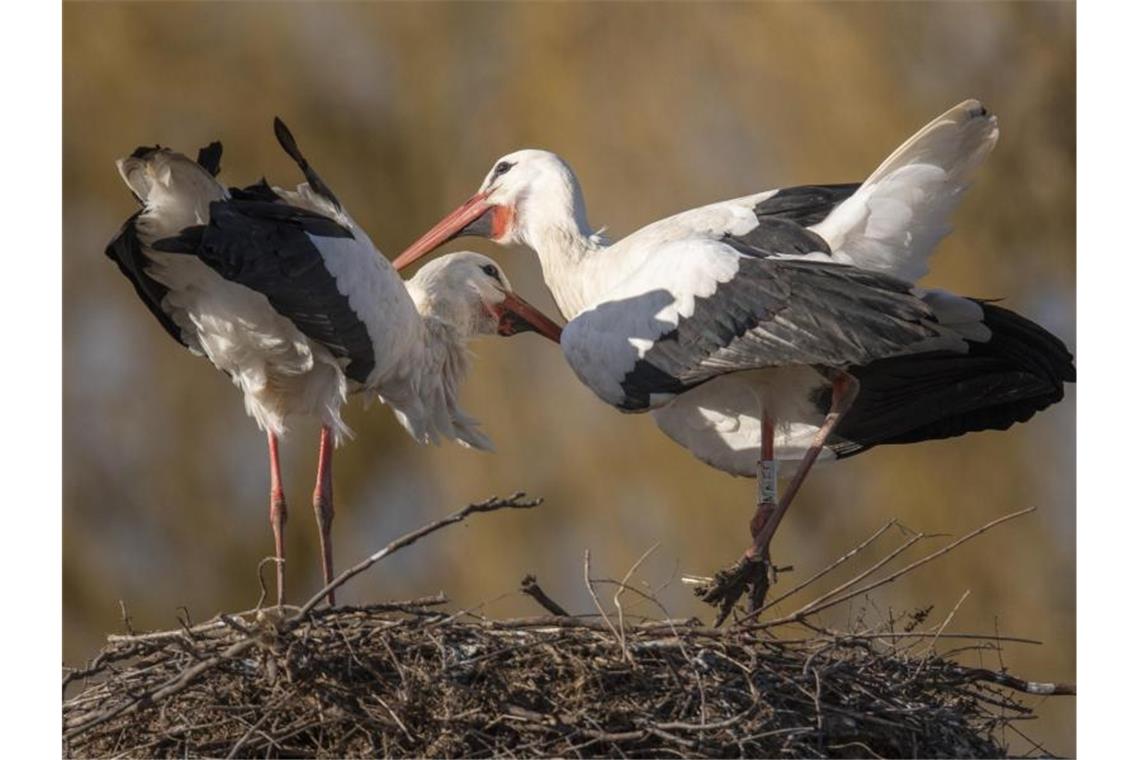 Nabu: Erste Zugvögel kehren in den Südwesten zurück