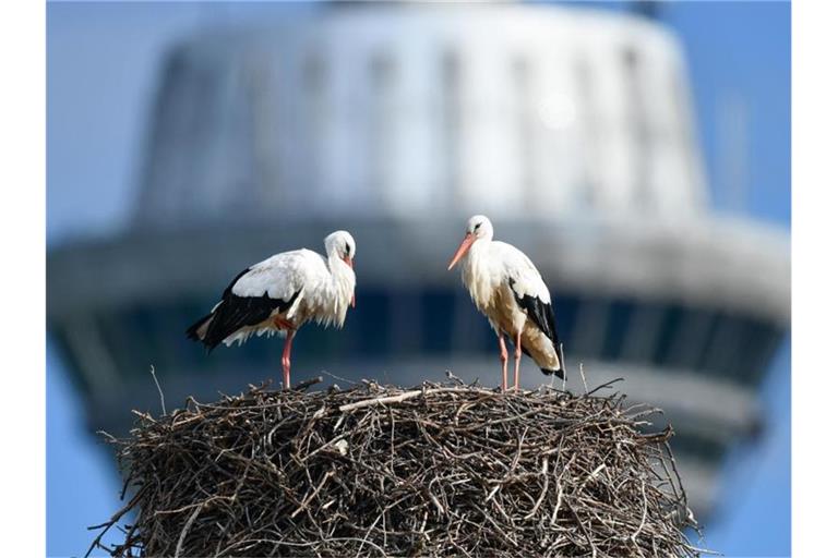 Zwei Weißstörche stehen am Luisenpark vor dem Mannheimer Fernsehturm in ihrem Nest. Foto: Uwe Anspach/Archivbild