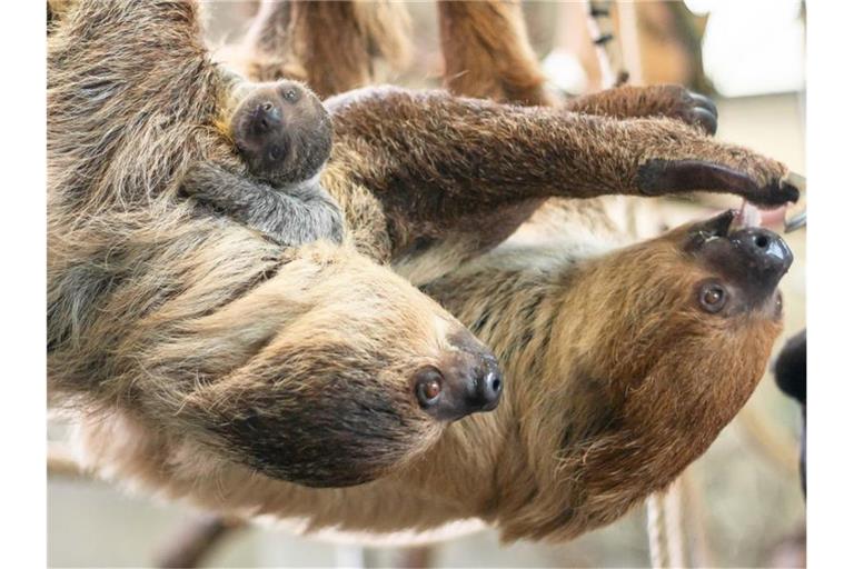 Zwei Wochen alt ist der jüngste Nachwuchs (links oben im Bild) von Faultierpaar Marlies und Mike. Foto: Inga Dauter/Stuttgarter Wilhelma/dpa