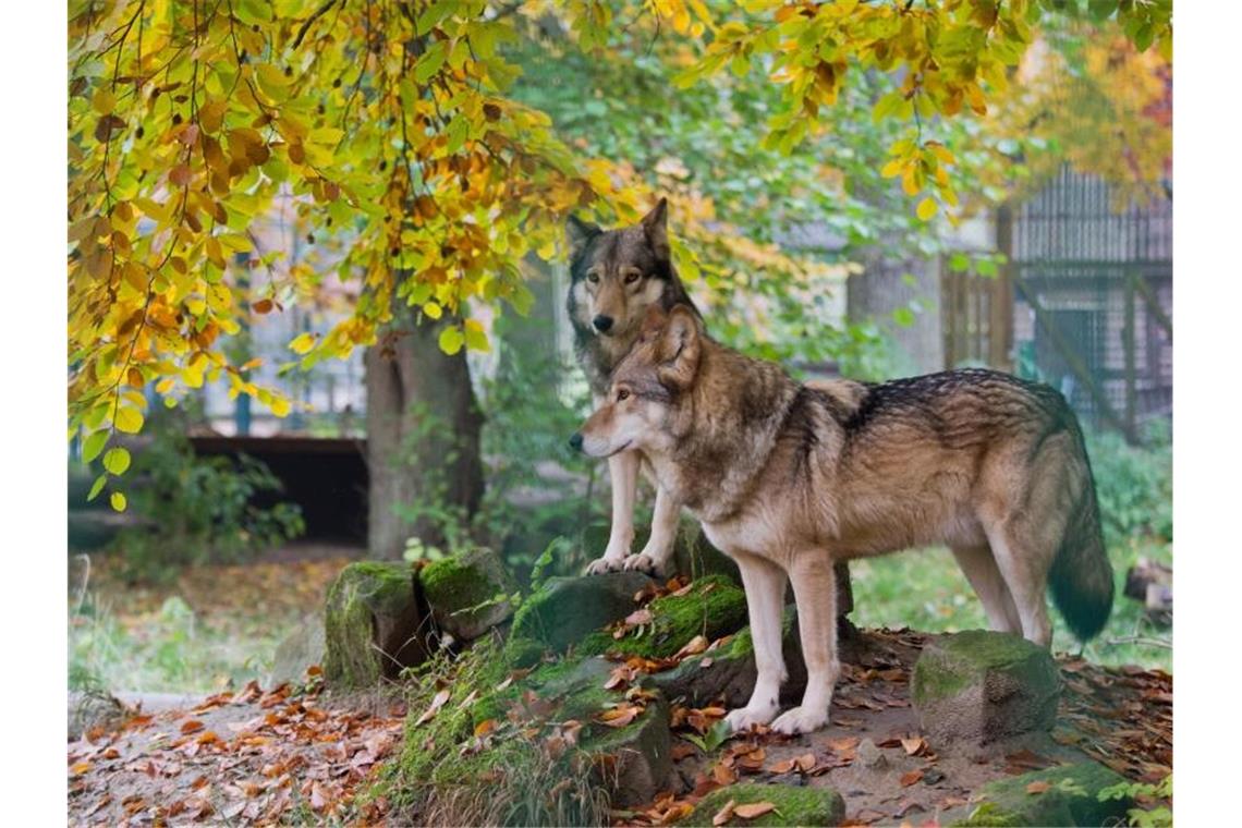 Zwei Wölfe stehen in ihrem Gehege. Foto: picture alliance / Julian Stratenschulte/dpa/Symbolbild