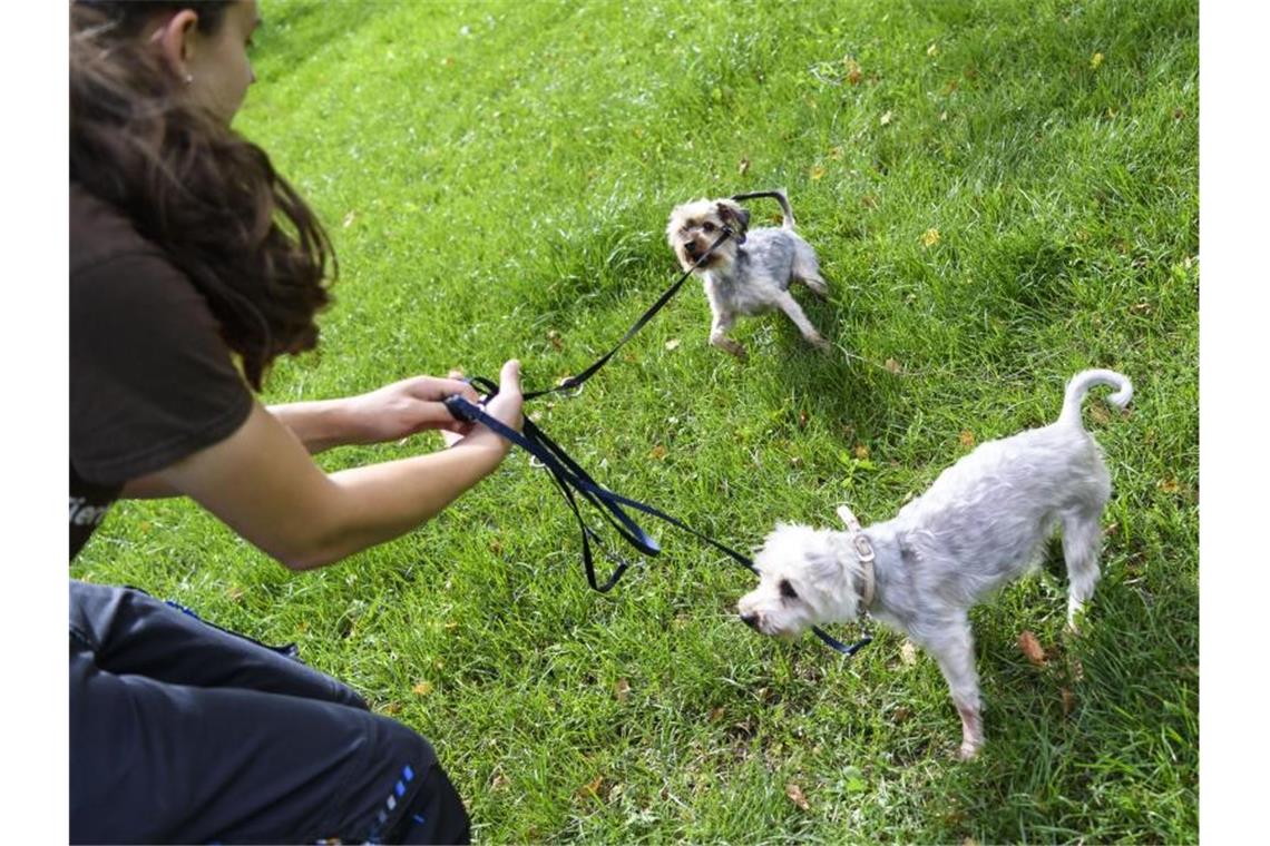 Weniger Tiere während der Sommerferien ausgesetzt Zwei Yorkshire-Terrier, die in Stuttgart gefunden wurden, spielen mit einer Tierpflegerin vom Tierheim auf einer Wiese. Foto: Edith Geuppert