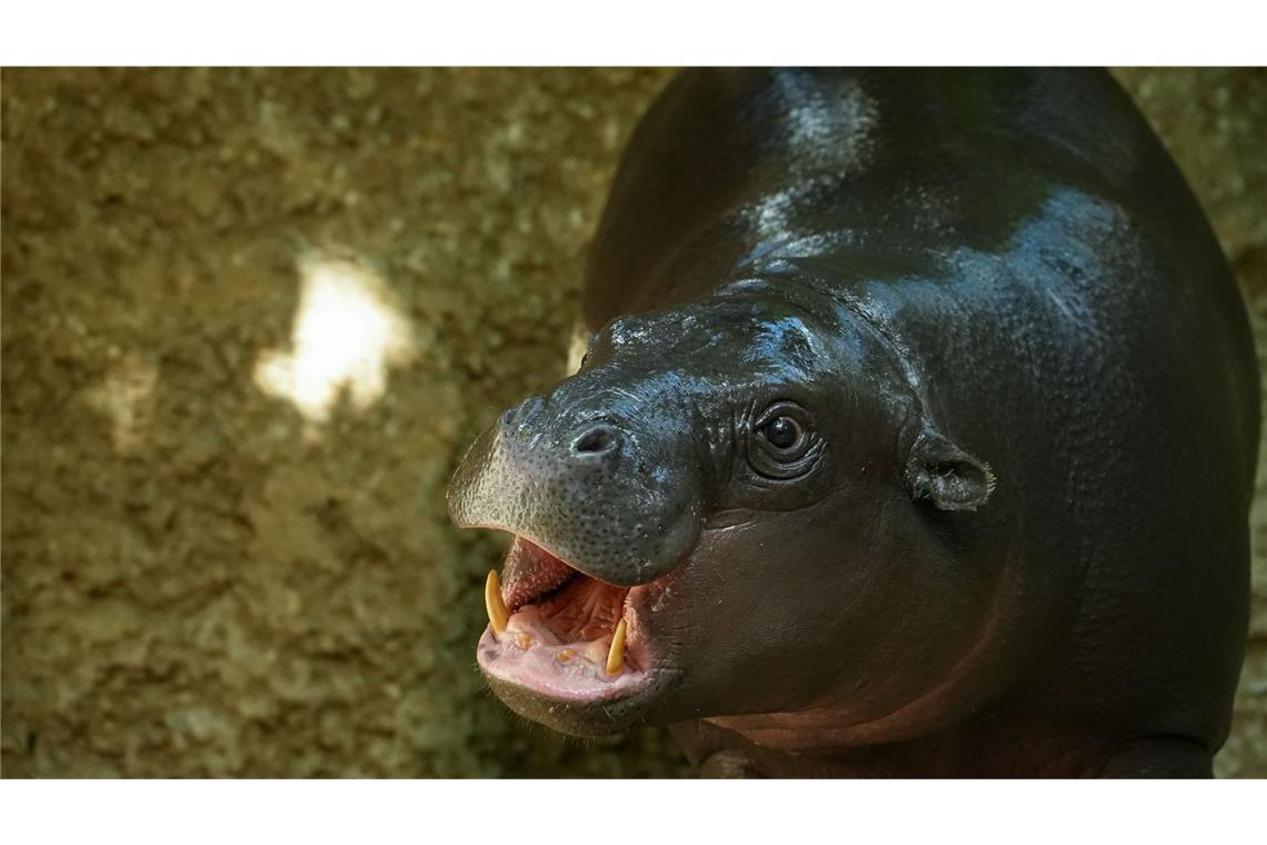 Mini-Hippo Toni ist in Frankreich angekommen Zwergflusspferd Toni ist gut in Frankreich angekommen. (Archivbild)