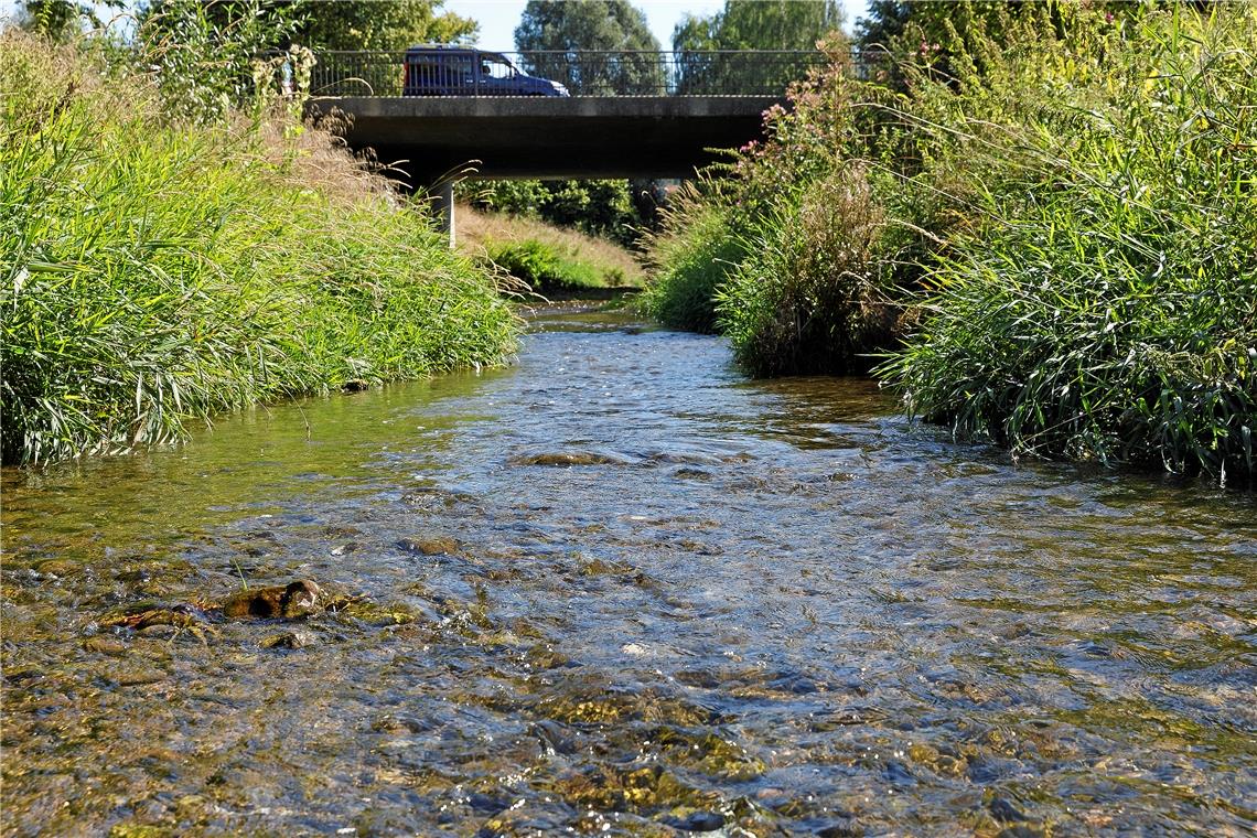 Niedrigwasser in der Murr bedeutet Stress für Fische